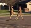 video-australia-kangaroo-neighborhood-fight.jpg