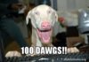 100-dawgs.jpg