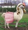 llama del rey.jpg