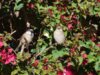 2-birds-in-the-bush-rick-martin.jpg