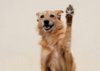 55aedf2de579b85e45b392d10237970e--dog-paws-html.jpg