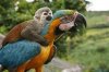 animal-on-animal-monkey-parrot.jpg