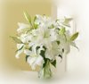 white-stargazer-lilies.jpg