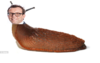 barrettslug.png