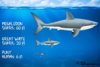 [w.maxspearfishing.com] megalodon-the-largest-shark-that-ever-existed [e].jpg