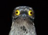 potoo-1024x731.jpg