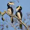 93153321-Malabar-Pied-Hornbill-Abhiram-Sankar-cropped.jpg