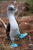 65829d7efd5744e900017df0f35aac27--blue-footed-booby-true-colors.jpg