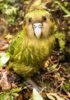 6cfd4af381c458d45fefb77e2289e814--kakapo-parrot-flightless-parrot.jpg