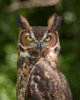 1200px-Bubo_virginianus_06.jpg