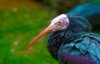 Northern-Bald-Ibis.jpg