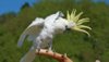 The-moves-of-a-dancing-cockatoo-are-coordinated-and-not-random-730x410.jpg