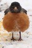 grumpy_bird_in_the_snow_4944187989.jpg