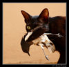 Cat with Magpie.jpg