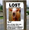 lost cow.jpg