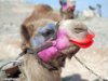 Camel-Wearing-Lipstick--29825.jpg