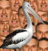 Pelican.png