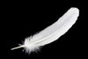 white-feather-2-3ff1b13.jpg