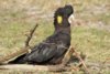 Yellow-tailed-Black-Cockatoo-by-Russell-Pike.jpg