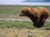 flying bear.png