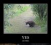 does a bear shit in the woods.jpg