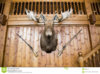 moose-head-guns-wall.jpg