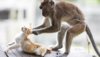 a-captive-monkey-pulls-a-kitten-s-ears-a.jpg