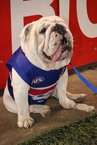 footscraybulldog