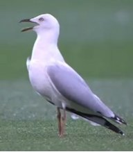 The MCG Seagull