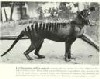 True Thylacine