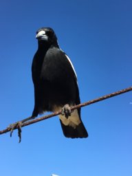 Bird on a wire