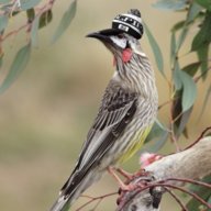 Wattlebird