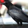 fanaticblackbird