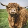 Hairy Coo