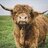 Hairy Coo