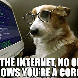 internet corgi.jpg