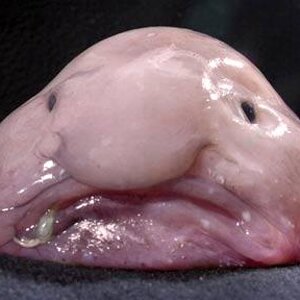 blobfish_1565953c.jpg