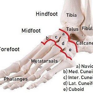 the-foot-bones.jpg