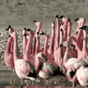 flamingo-squad-goals.gif