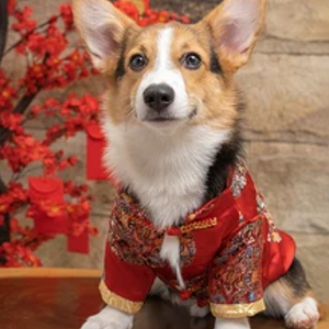 corgi - Chinese New year dress.png