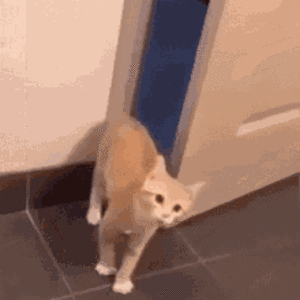 [tenor.com] cat-close-door.gif