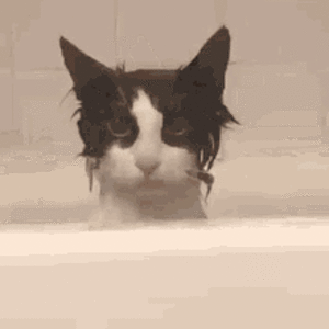 elicats-cat.gif