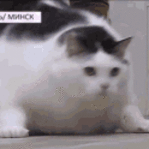 cat.gif