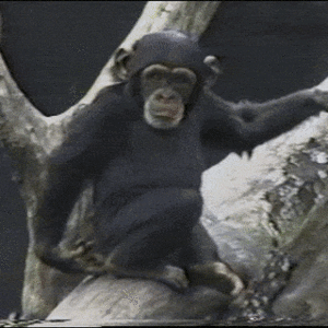 chimp.gif