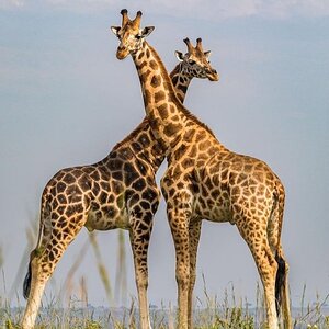 giraffes.jpeg