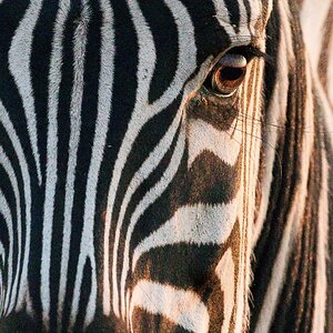 00-zebra.jpg