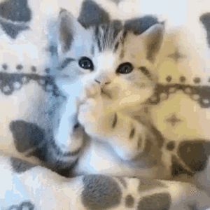 cat-cute.gif