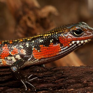 splendor-skink-skink-riopa-fernandi-wallpaper.jpg