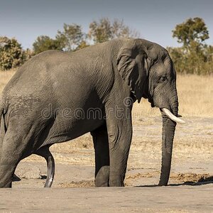 how-many-legs-does-elephant-have-hwange-national-park-zimbabwe-great-male-has-just-come-out-ba...jpg