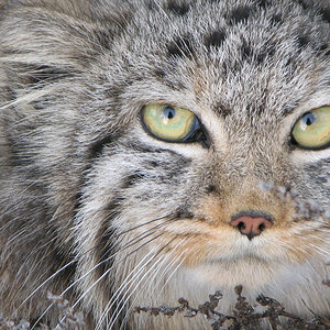 manul_ab_dauria.jpg